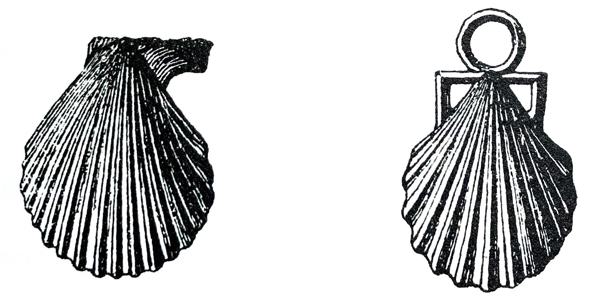 Coquille naturelle et coquille en plomb